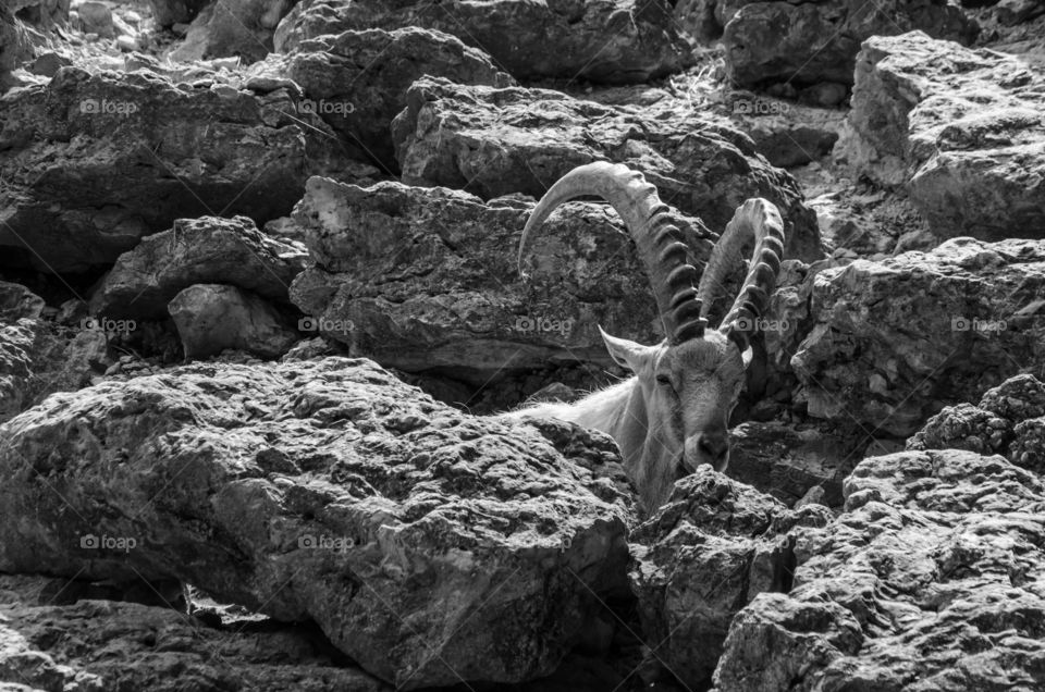 Goat. Goat at the Forth Worth Zoo