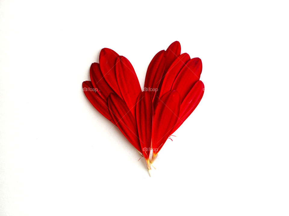 Heart shape made from petals against white background