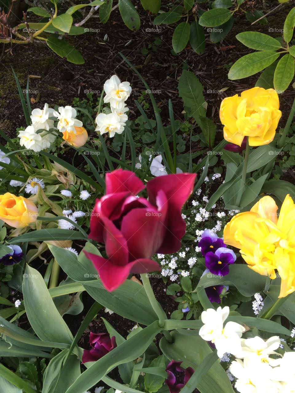 Flowers catched during a walk 