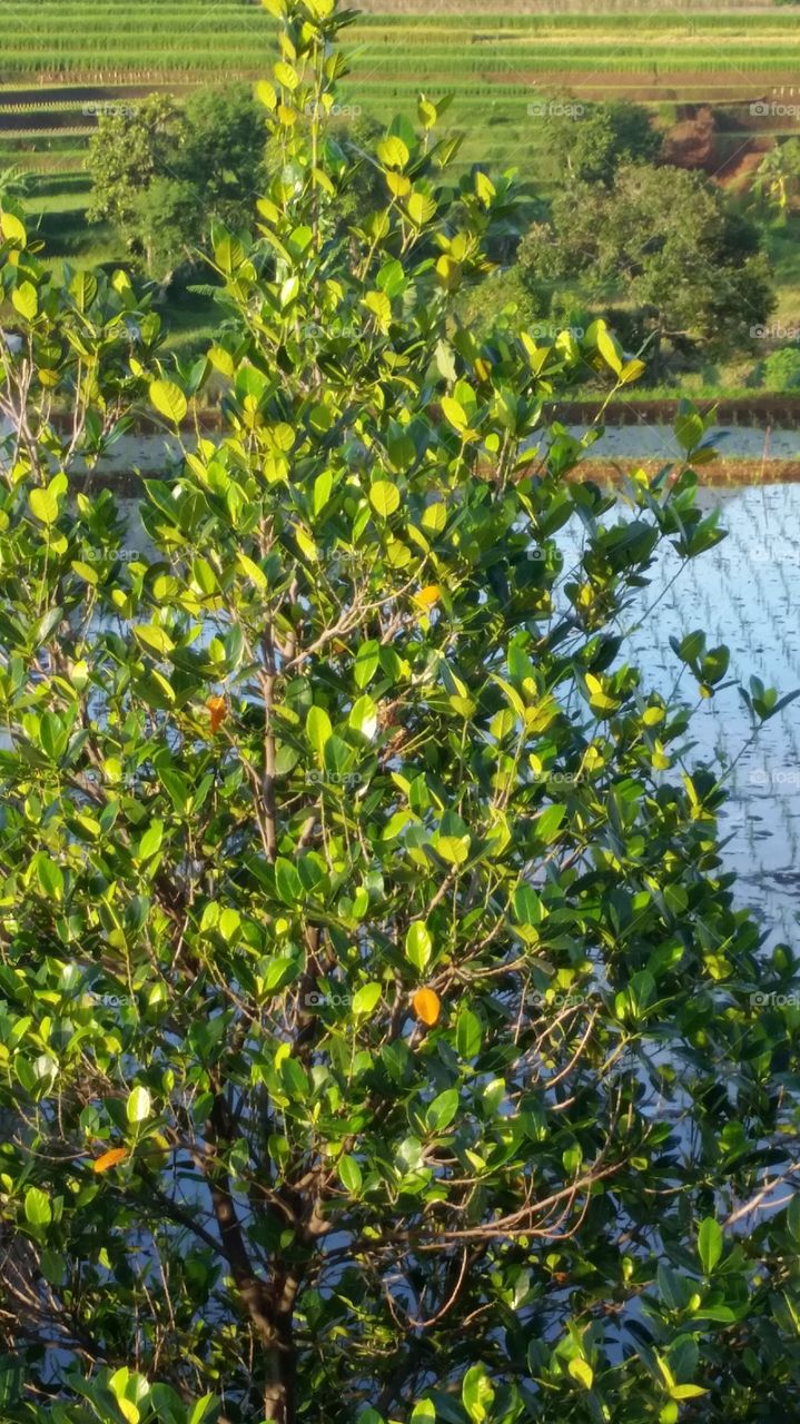 jack fruit tree at rice field .fresh and green