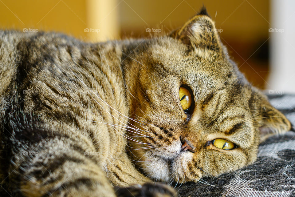 beautiful brown stripped scottish fold cat against a blurred background
