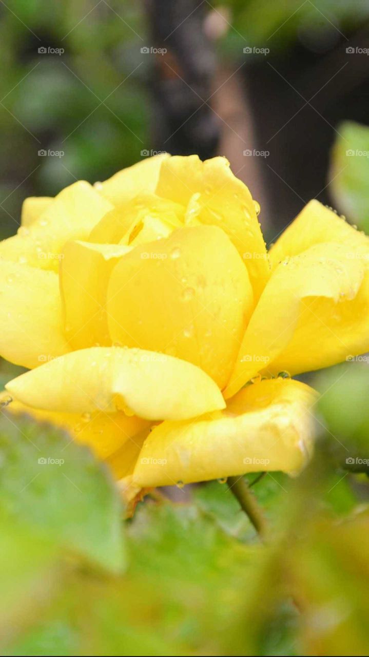 Rosa amarela orvalhada!
