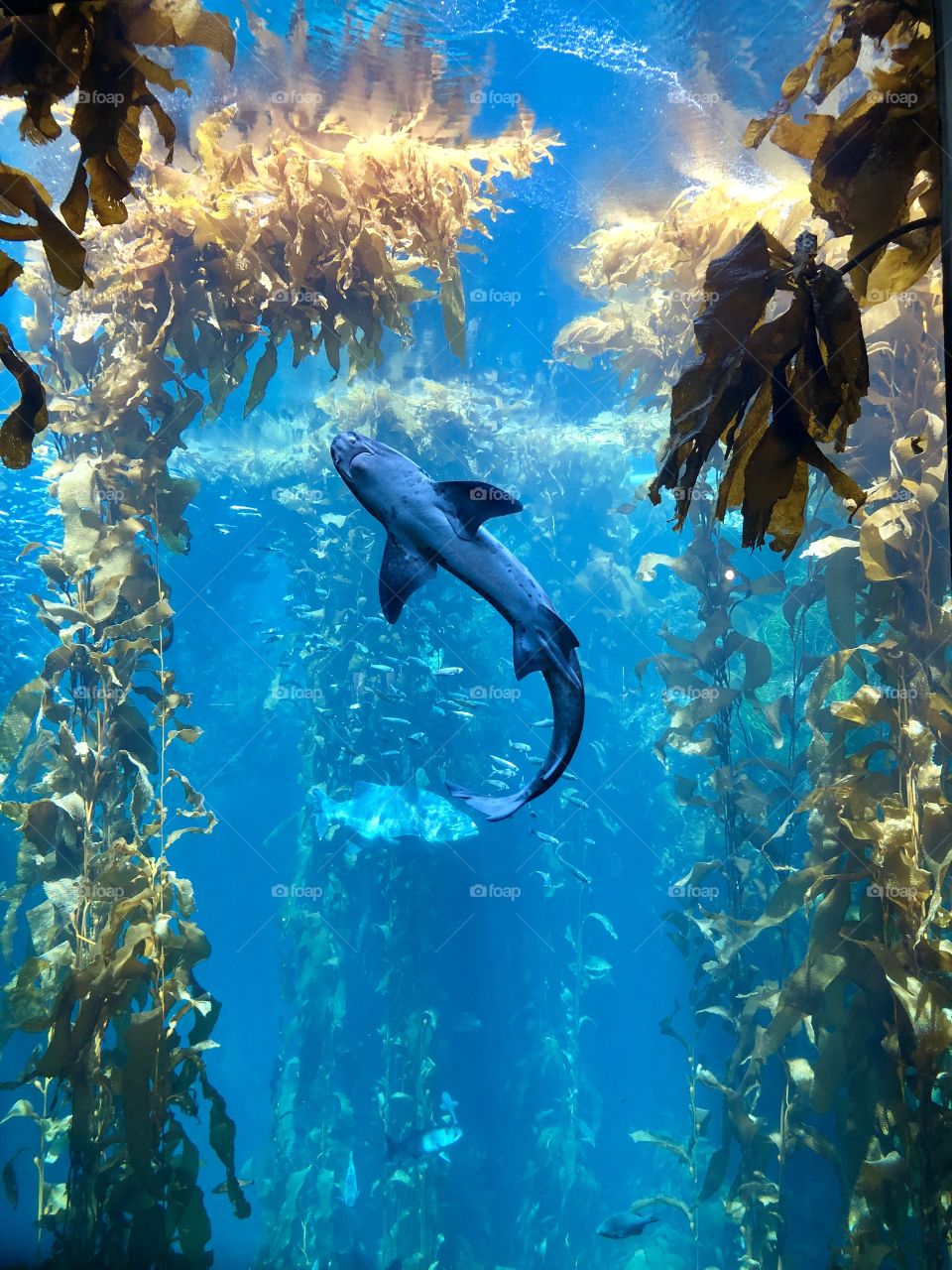 Shark Monterey Aquarium CA