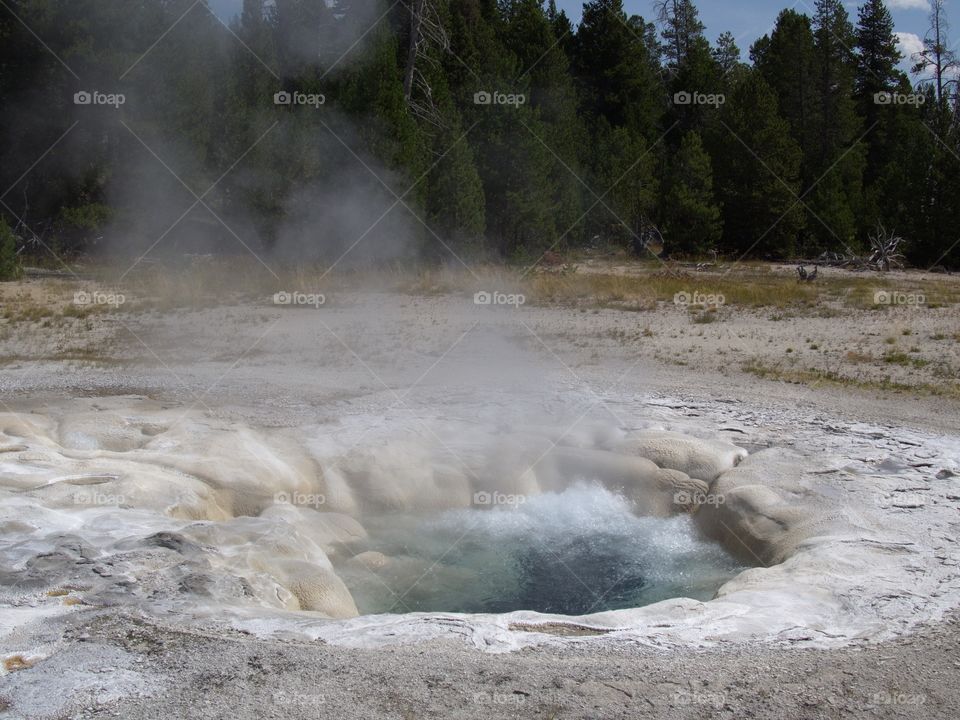 A beautiful geyser on Geyser Hill in Yellowstone National Park boiling as it erupts on a sunny summer day. 