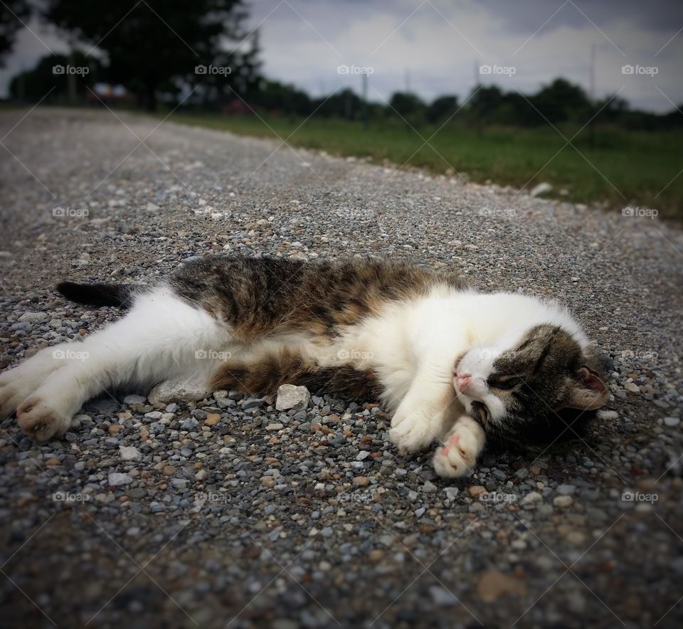 Gray Tabby Sleeping in the Road