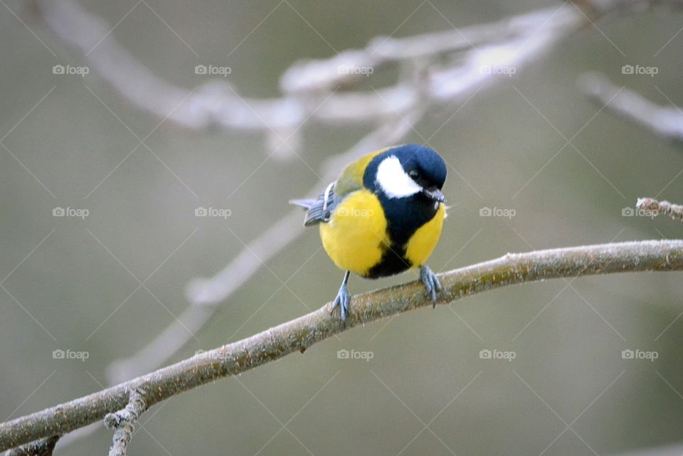 Great tit perching on branch