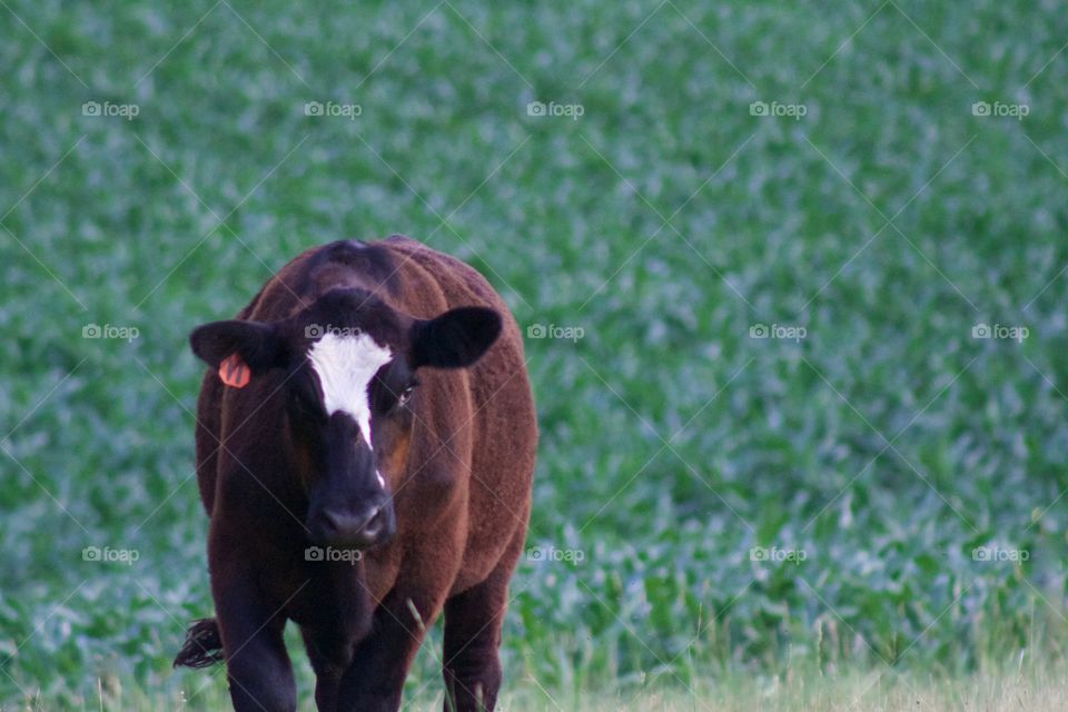 A brown steer with a white blaze standing against a cornfield background, looking at the camera 