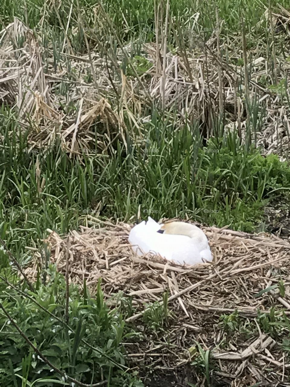 Swan nesting
