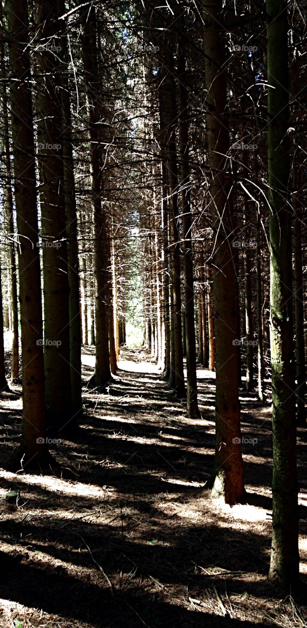 Spruce tree forest. Light in Spruce Forest