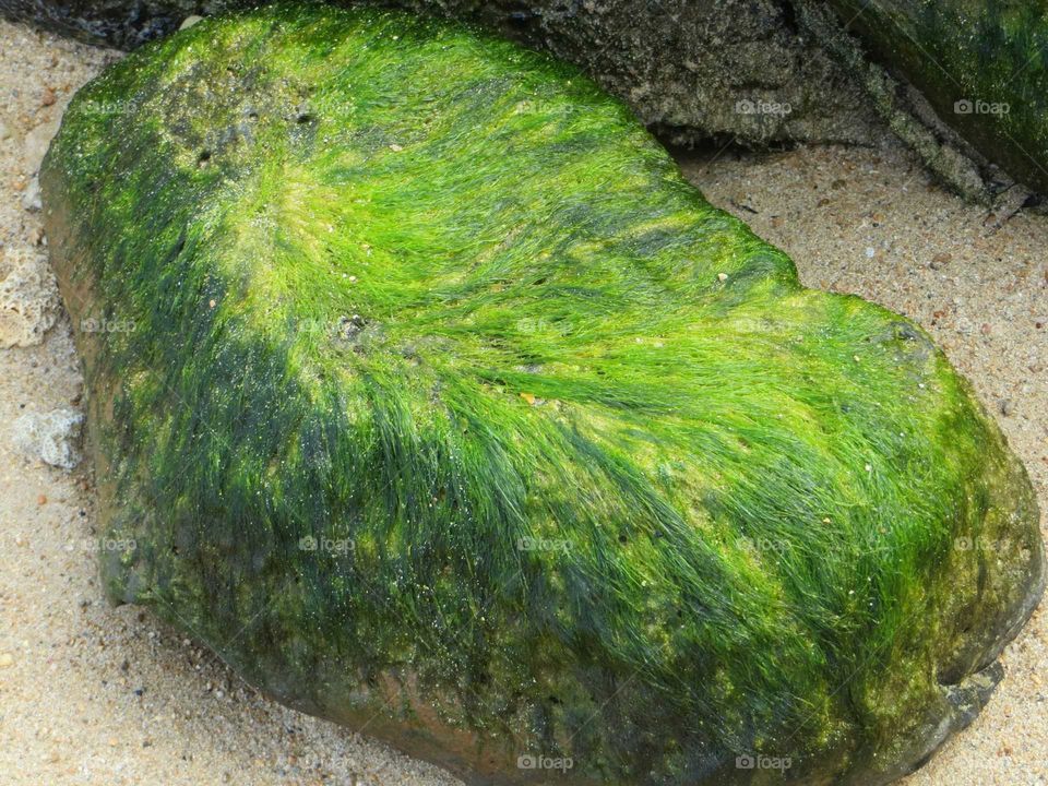 Algae