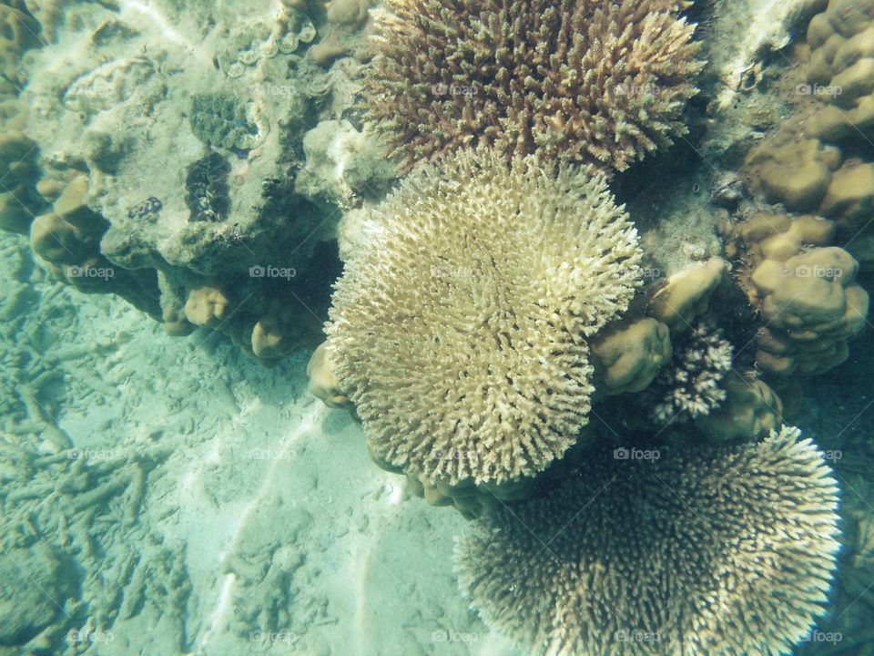 Diving to see corals in an island in Malaysia.