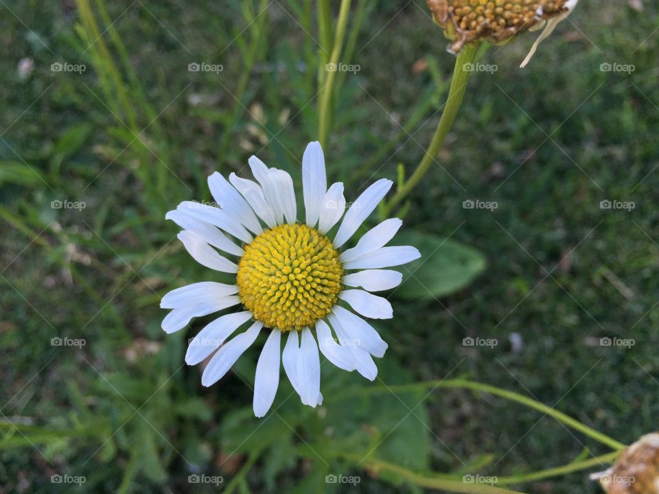 Little flower