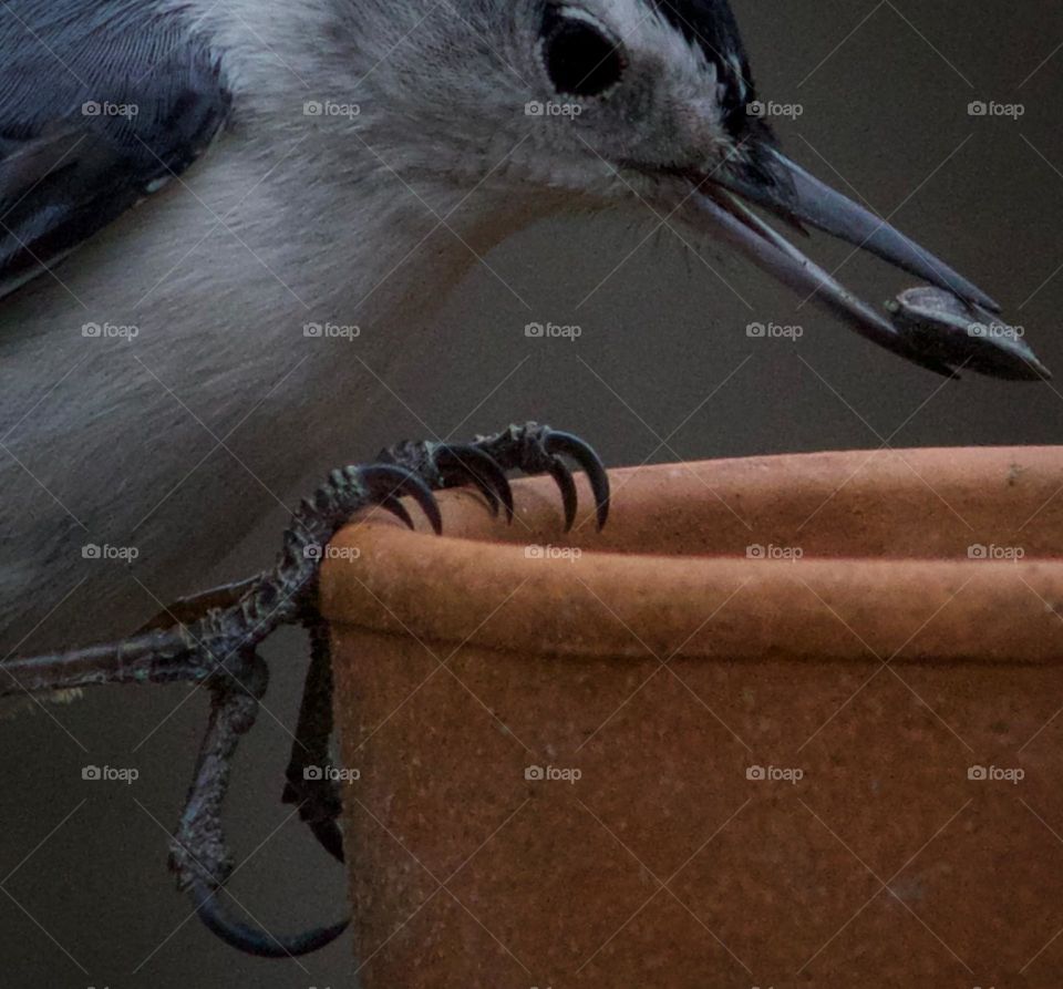 Claws that grip, Bird Macro