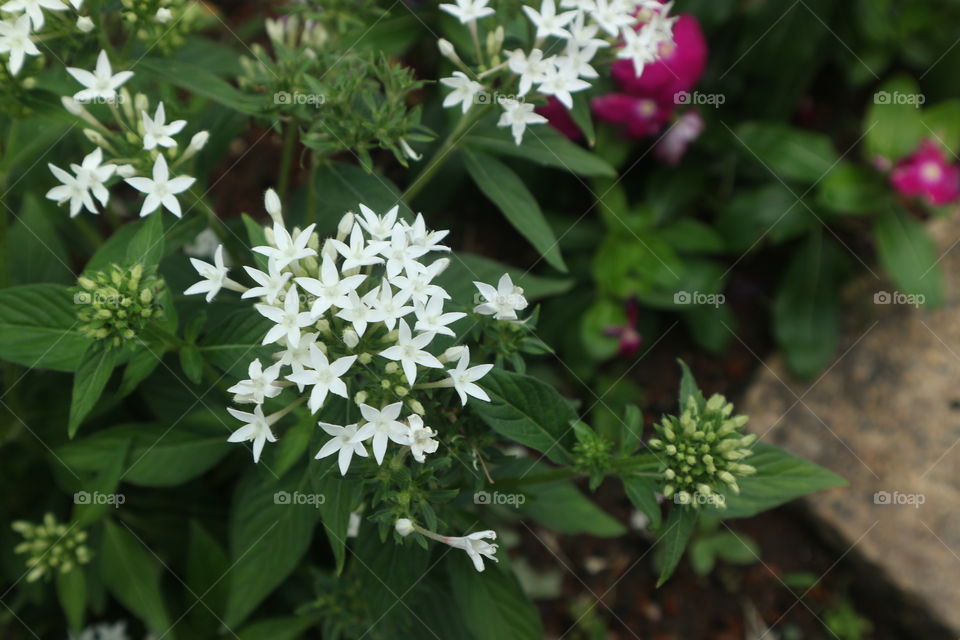 portrait of a flowers