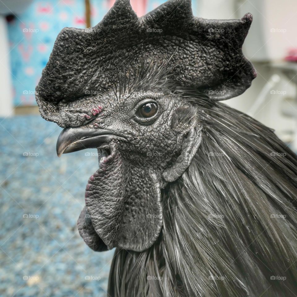 Cemani rooster