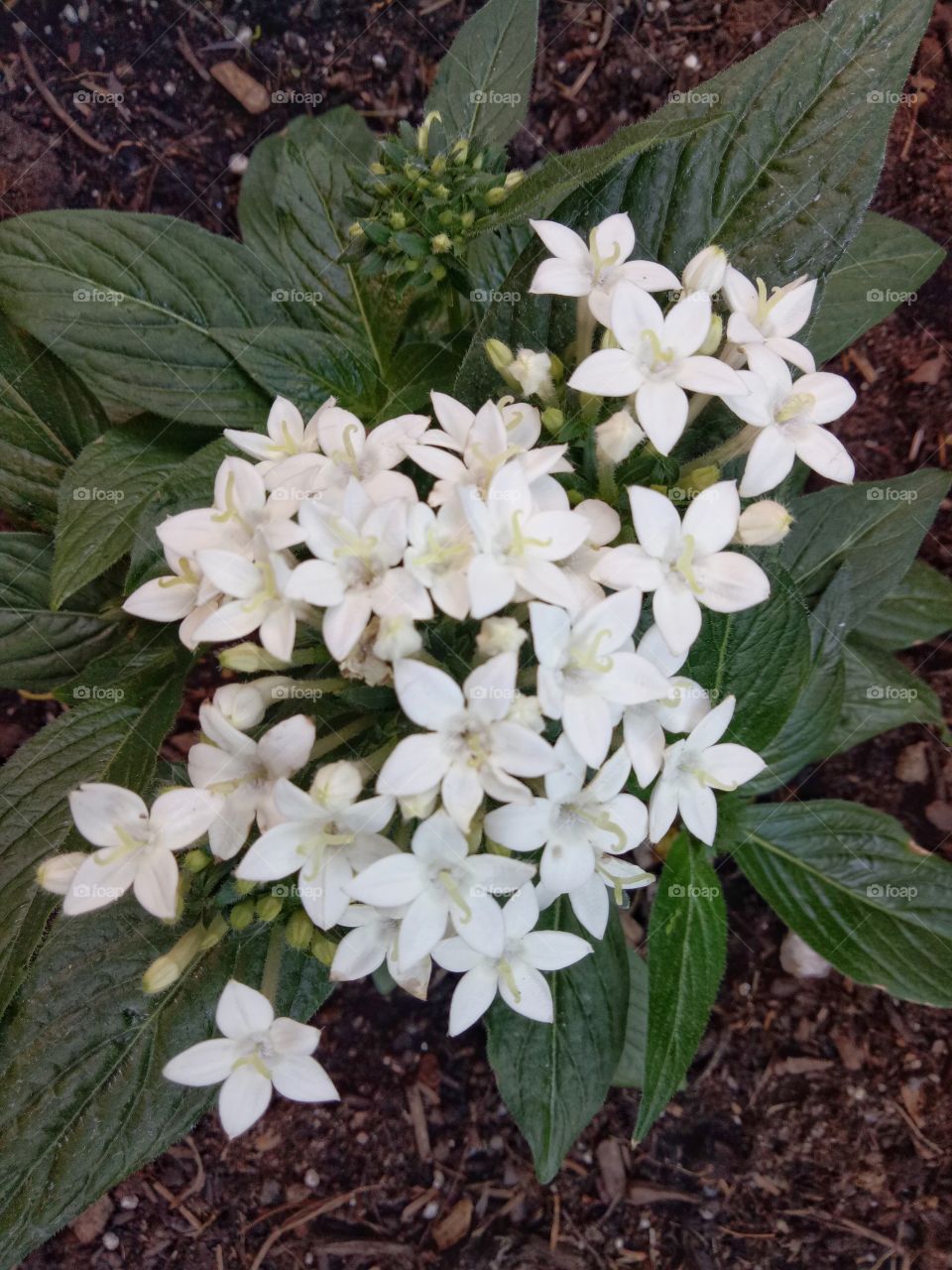 Egyptian starcluster (Pentas lanceolata) is a flowering plant native to Africa and Yemen.