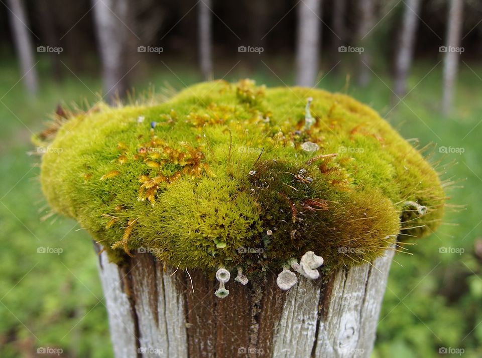 A old wooden fence post covered with a thick layer of moss and fungus shoots for a barrier between a farm and the forest in rural Western Oregon on a spring day. 