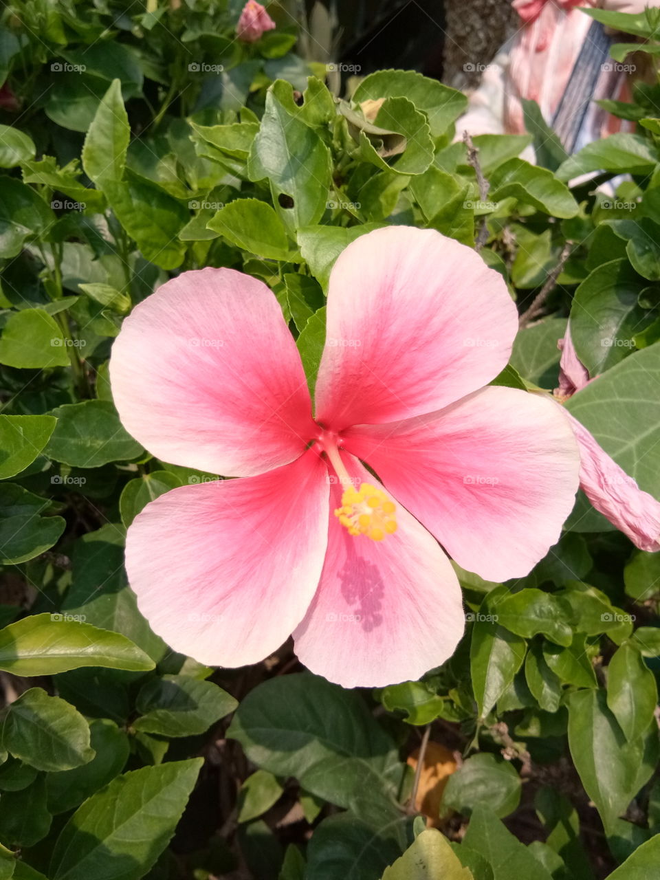 chaba
flower
