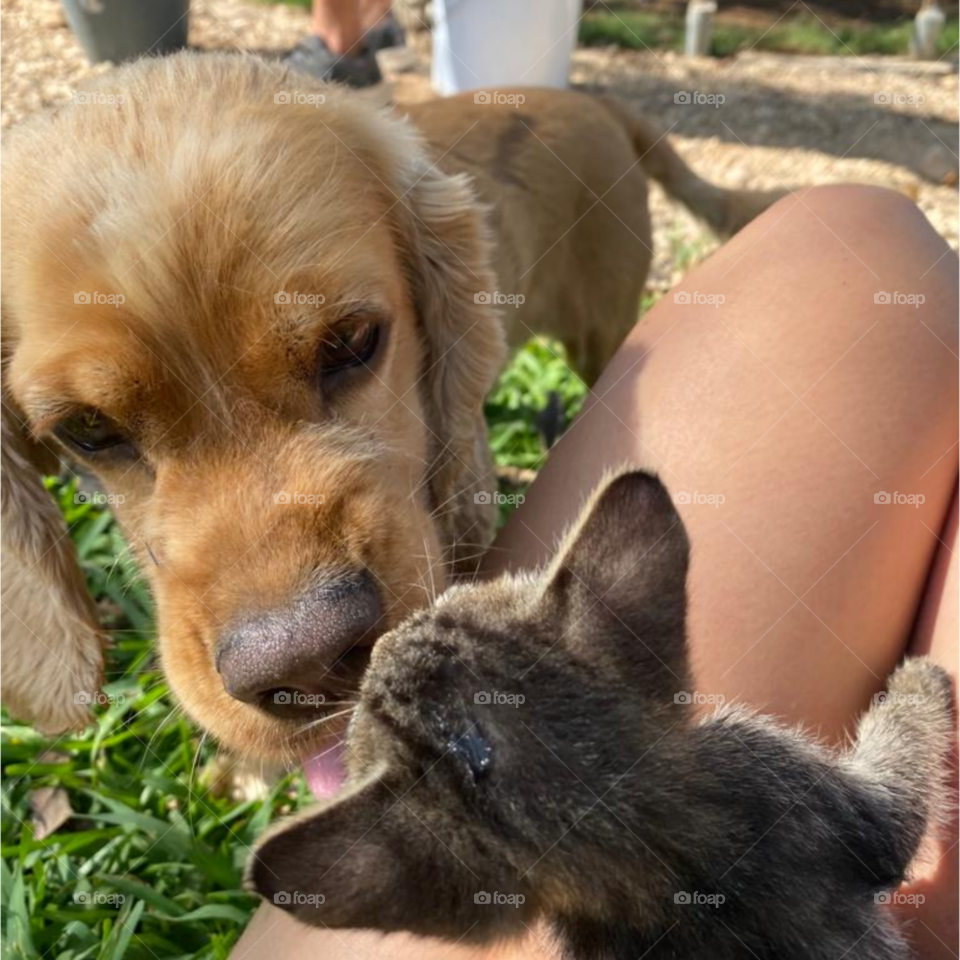 perro y gato jugando