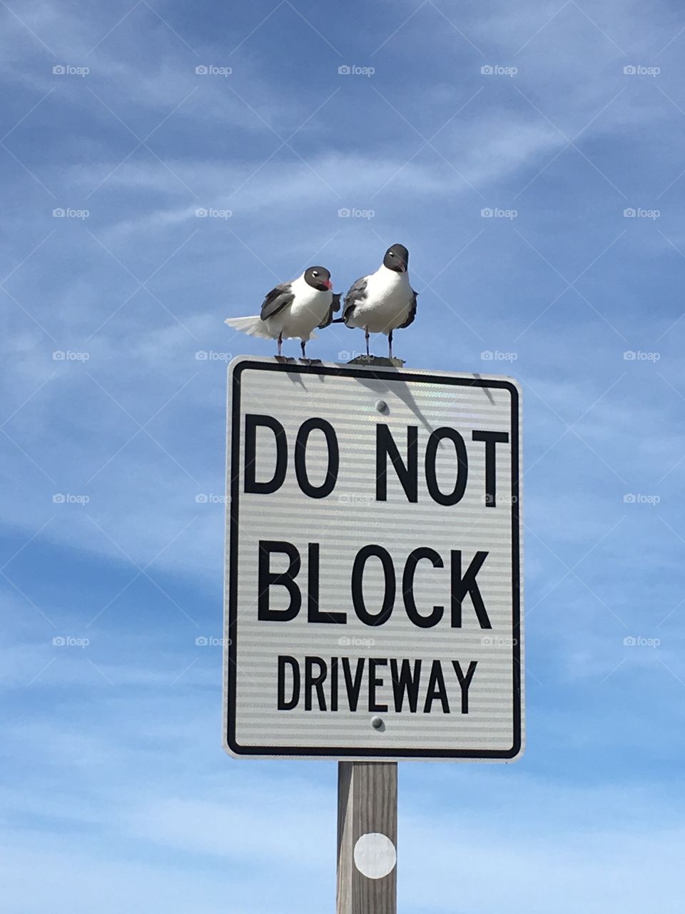 Seagulls guarding the driveway to the ferry OBX, NC