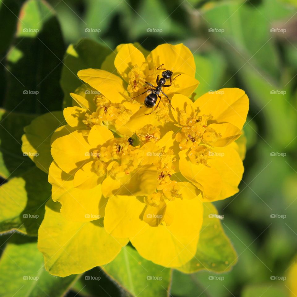 A lonely little ant working its magic 