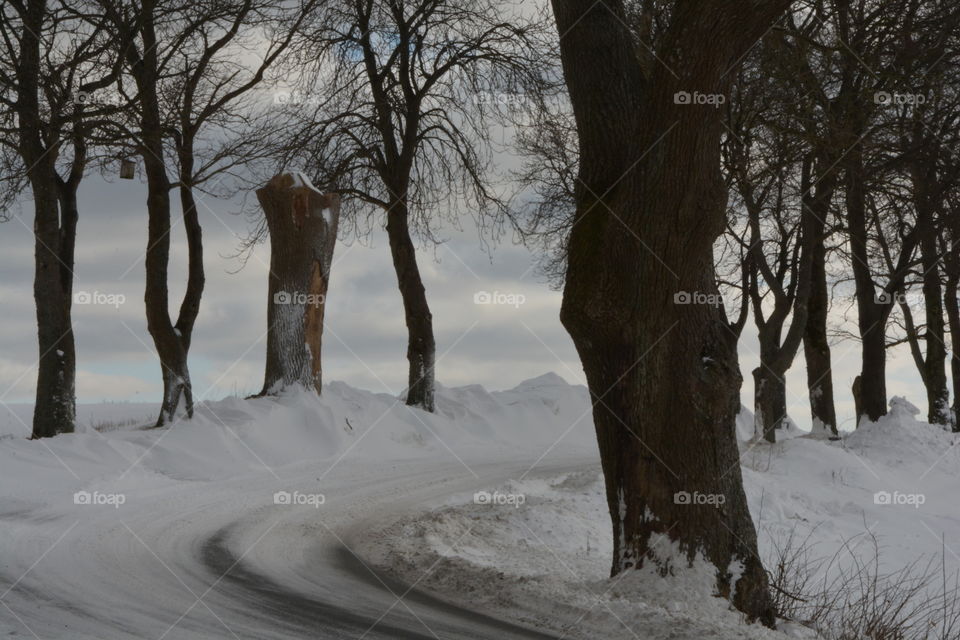Road along with bare tree