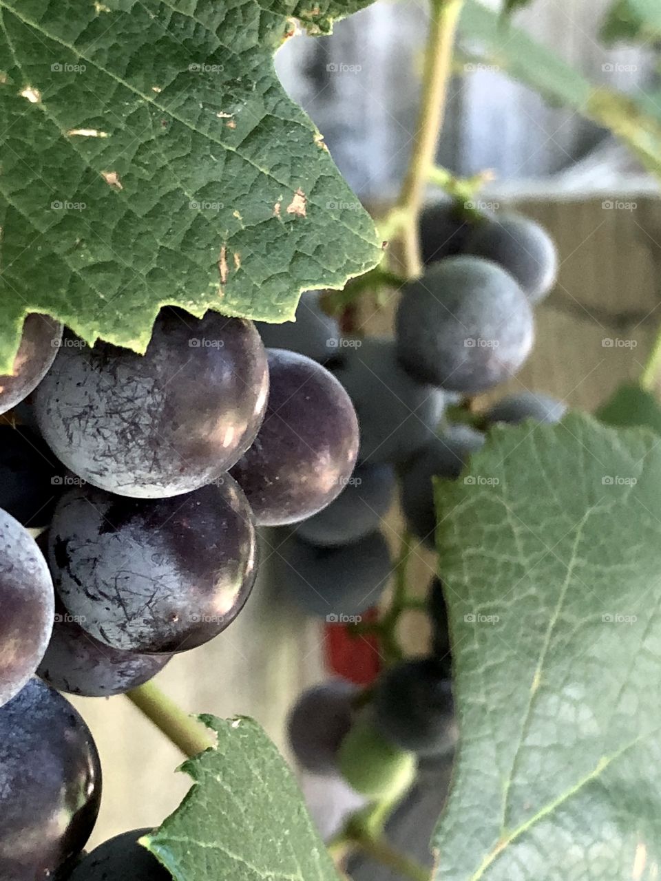 Backyard grapes