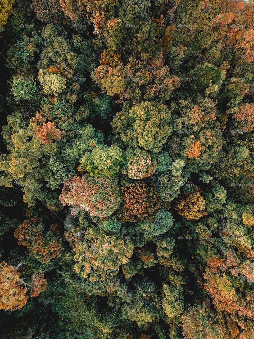 trees in the forest