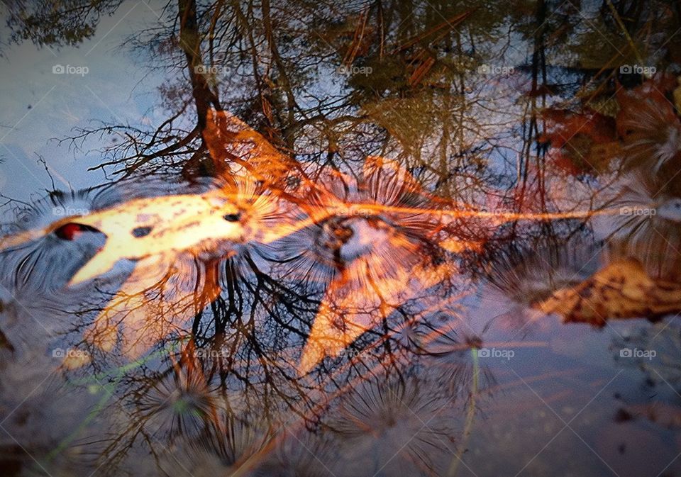 Leaf in Water Reflecting Trees