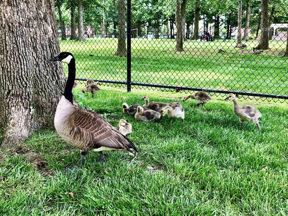 Mother geese watch her babies / At the park going on a walk 🌿