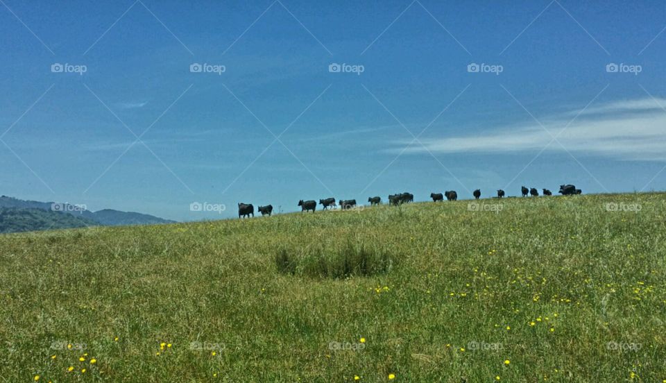 Cattle on grass
