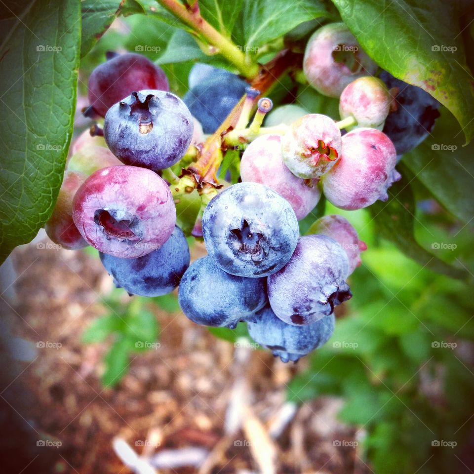 Blueberries