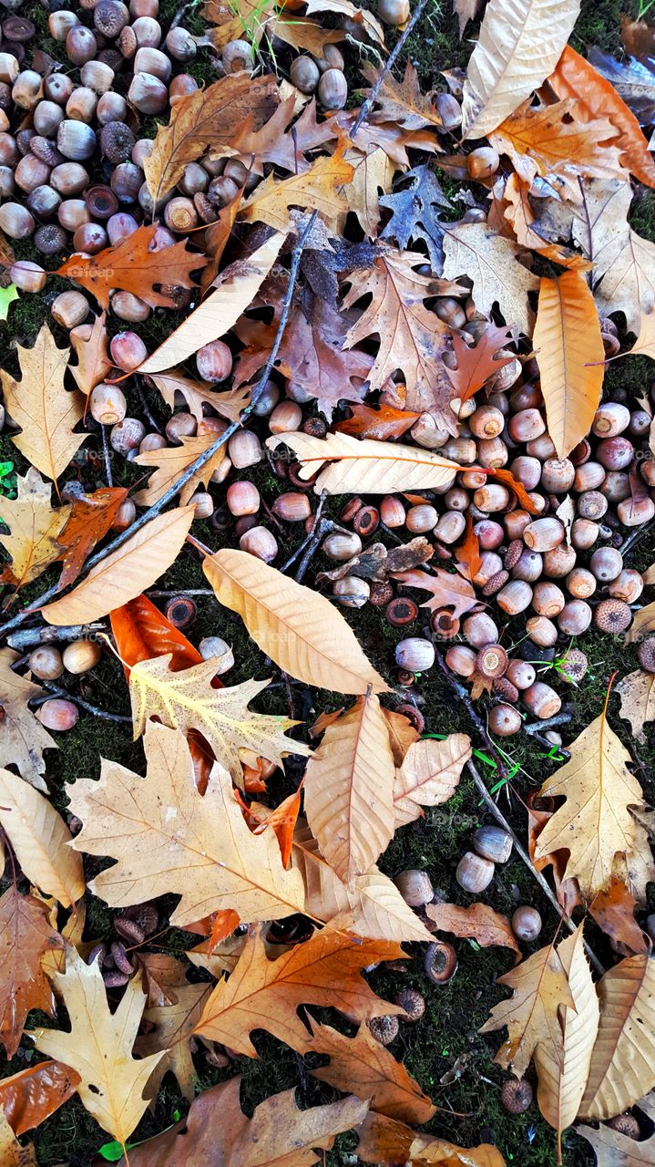 High angle view of autumn leaf