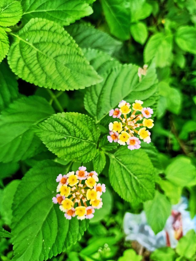from my garden