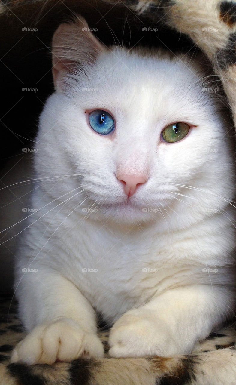 Keifer, the white kitty with neat color eyes is actually deaf, but he gets around just fine.