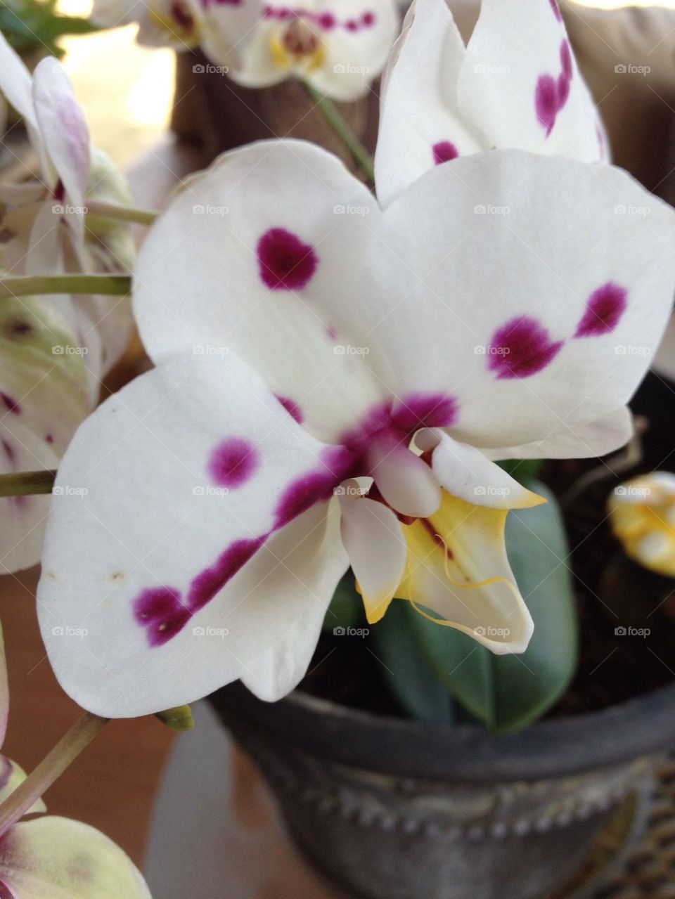 White purple orchids