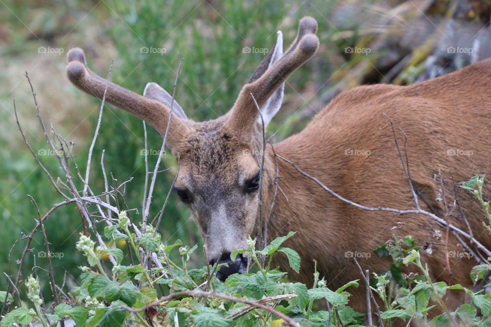 Deer in a bush smelling the flowers