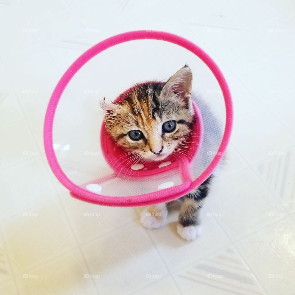 rescued kitty list her ear