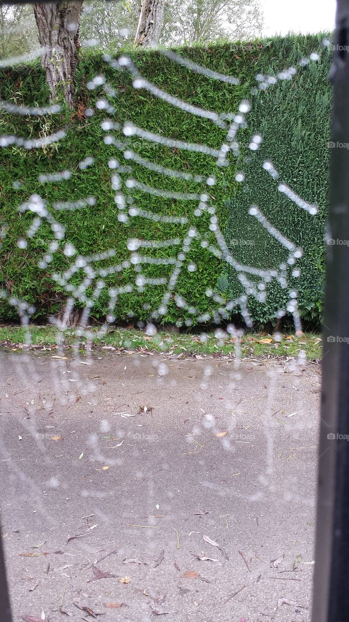 cobwebs