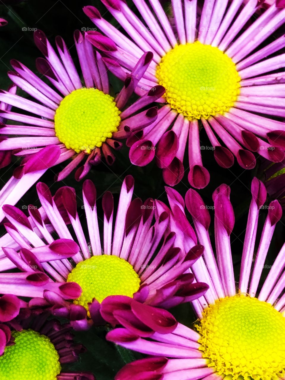 Beautiful flowers still blooming. The petals are still unrolling...