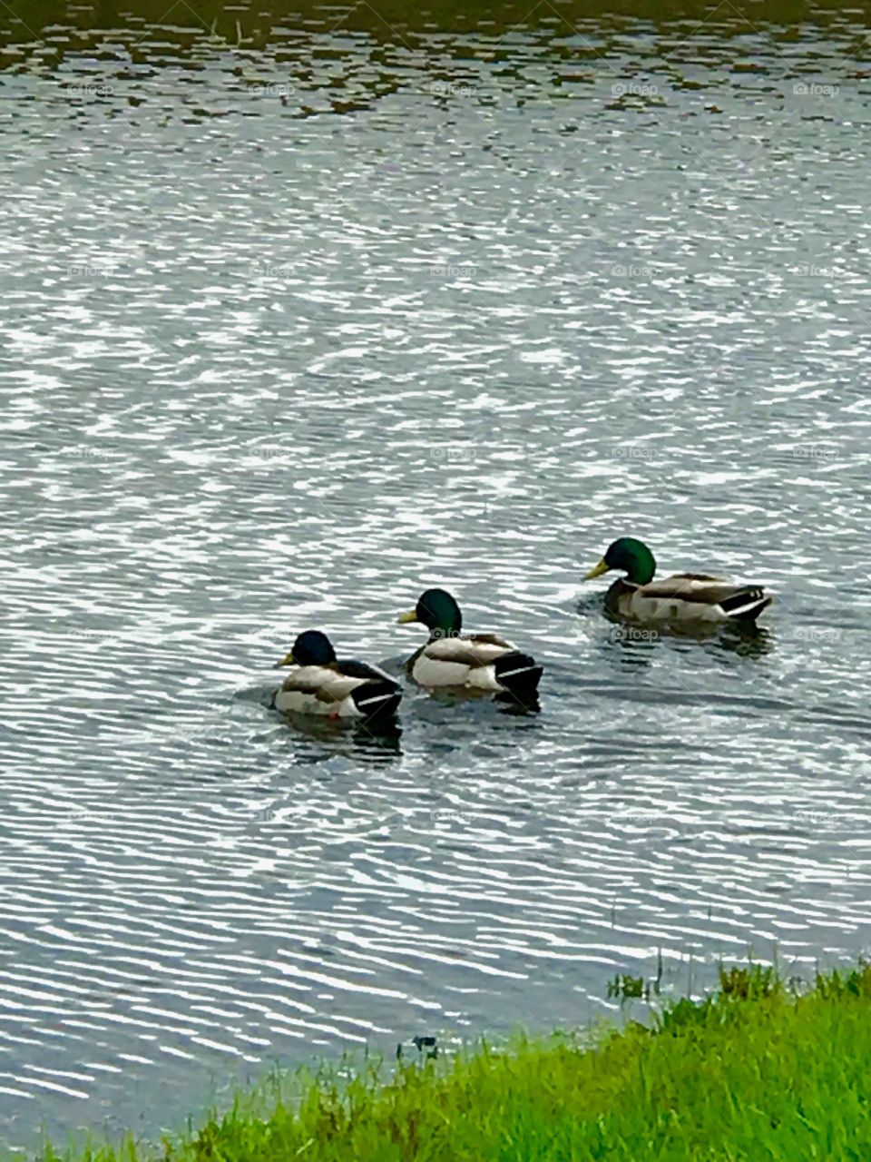 All my ducks in a row