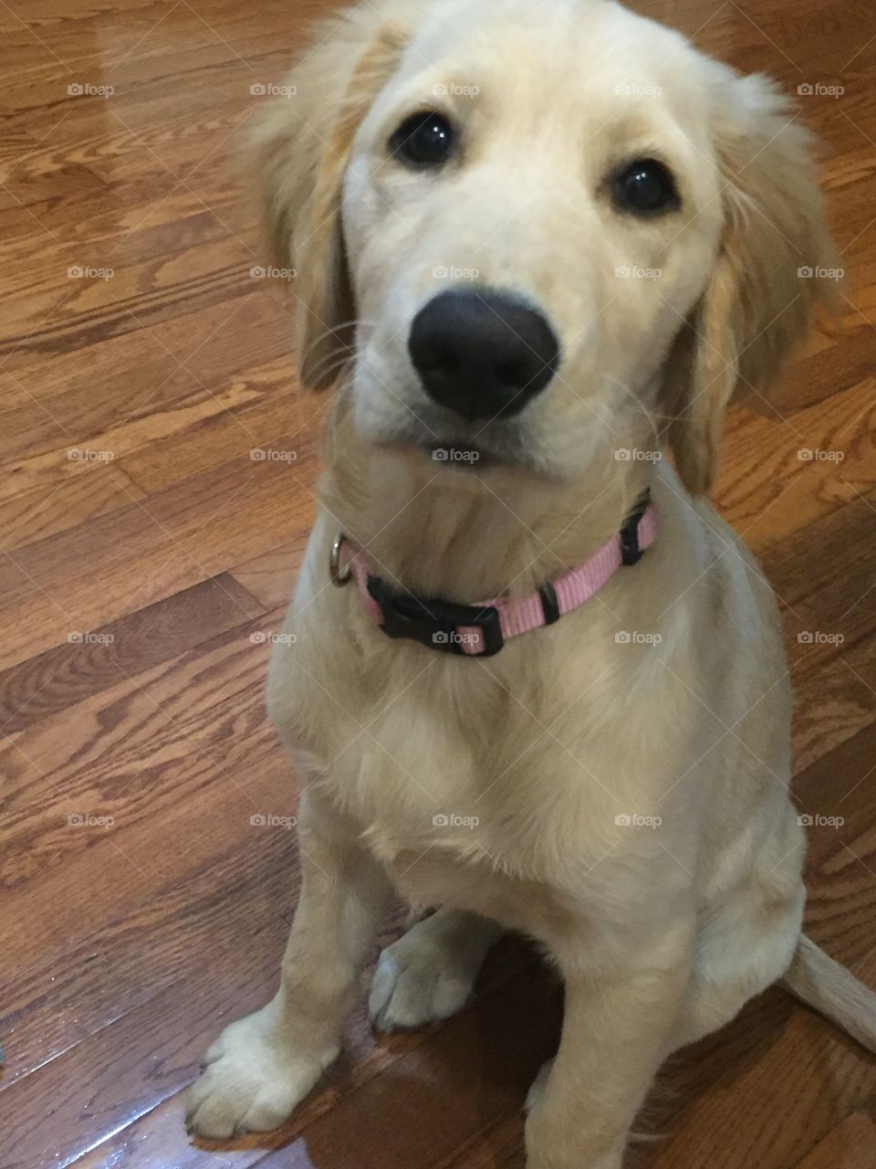 Golden retriever puppy 