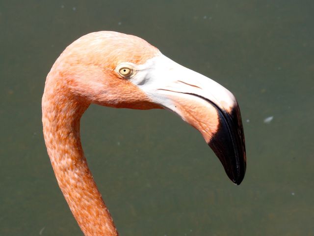 flamingo 