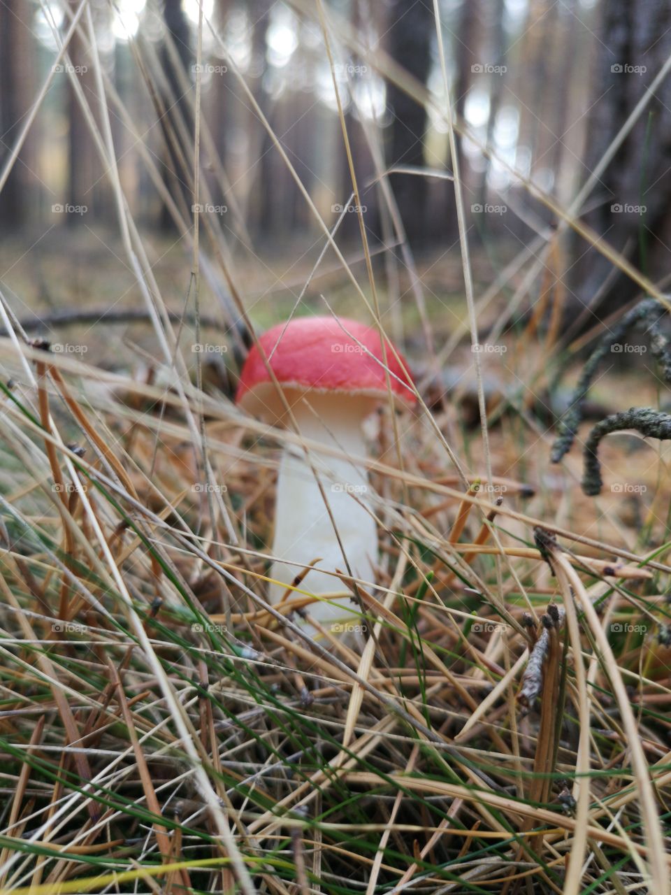 Mushroom in the autumn forest. Zielona Góra. Poland