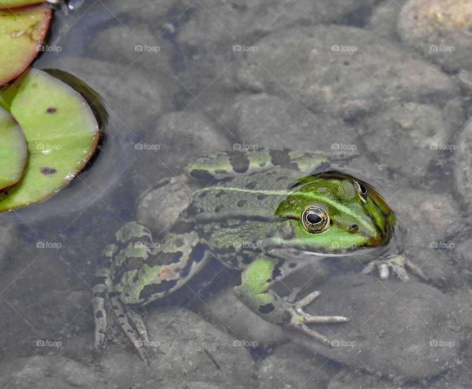 Frog in pond