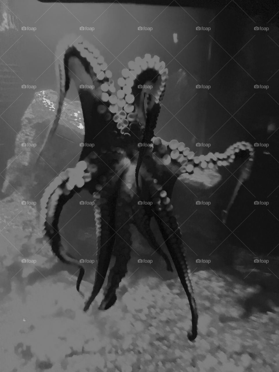 Octopus underbelly