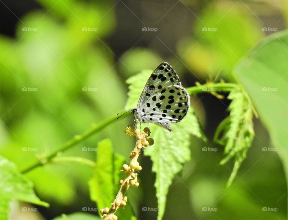 Beautiful and cute butterfly