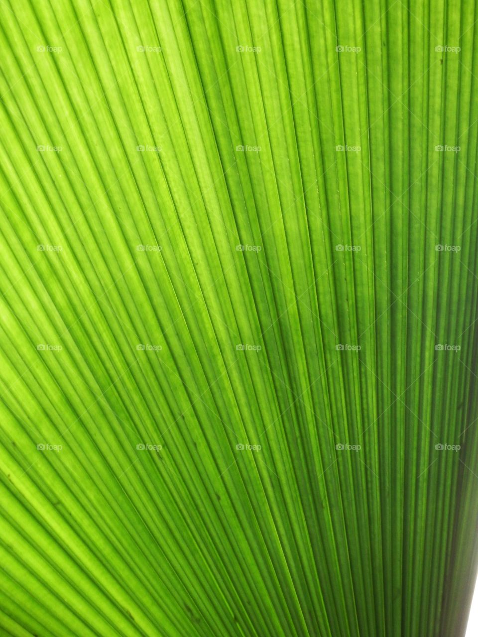 Close up of a large correlated green leaf with the sun shining through