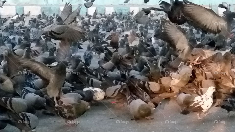 pigeons feeding