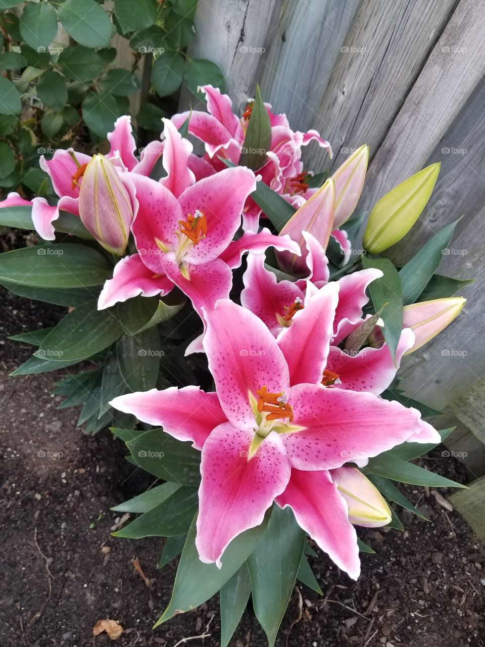 Hot pink lily